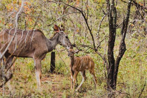 Konstfotografi Kudu Mutter mit Jungtier im Krüger Nationalpark in Südafrika