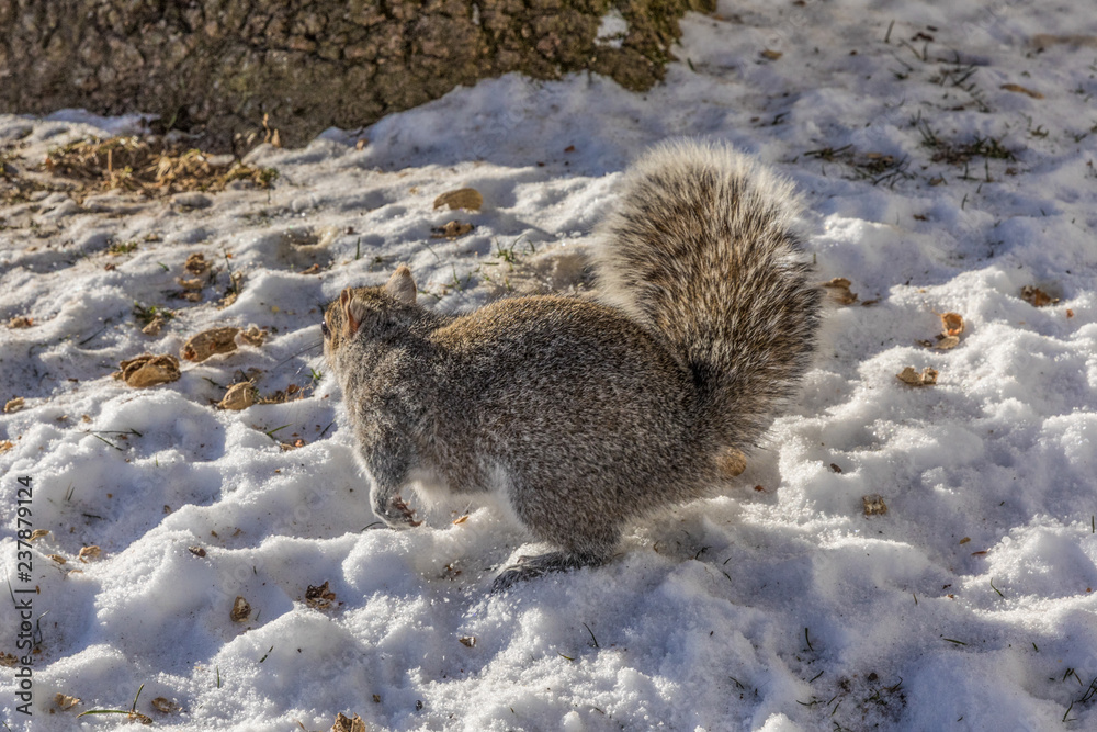 Obraz premium Funny grey squirrel sitting in snow cracking nut