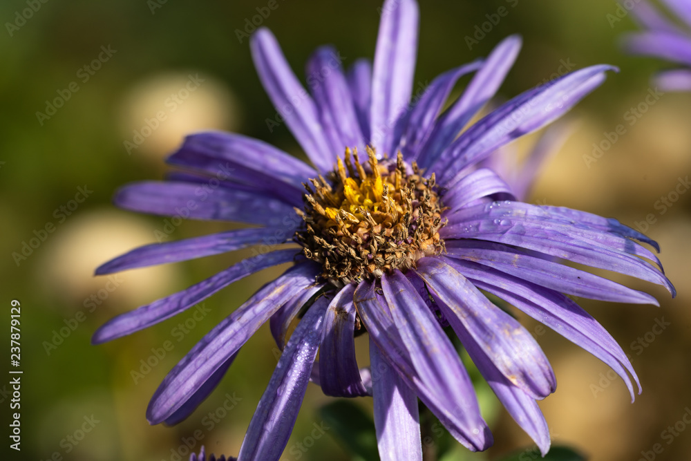 Obraz premium Violette Aster