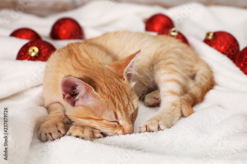 Cute kitten sleep on soft white blanket among christmas balls
