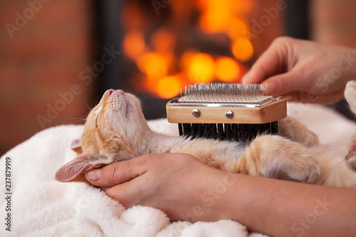 Fototapeta Naklejka Na Ścianę i Meble -  Kitten in deep relaxation enjoy being brushed by owner, shallow depth