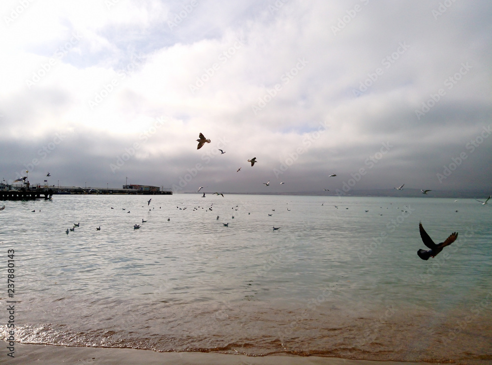 Naklejka premium seagulls on the beach