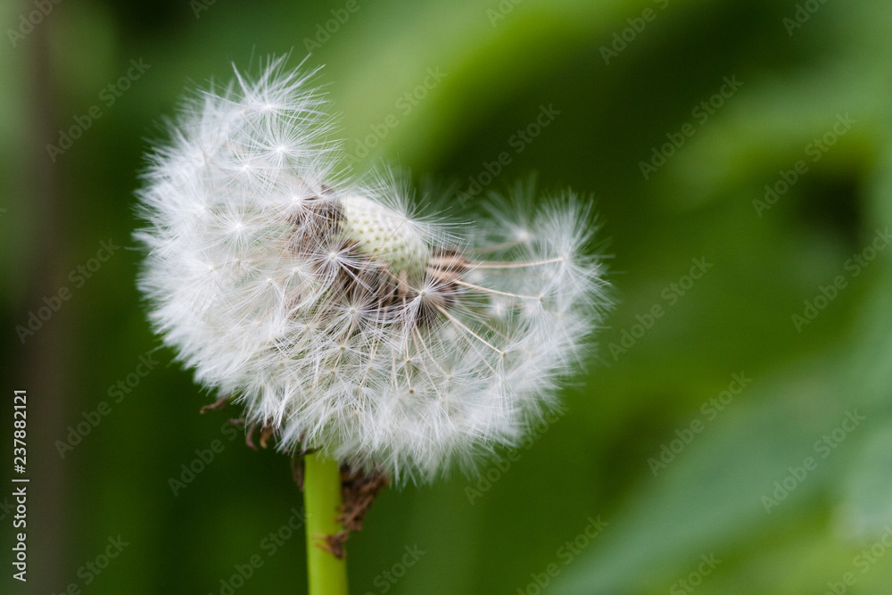 part blown dandelion seeds