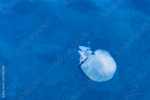 Jellyfish in the blue sea in the bay of Montenegro