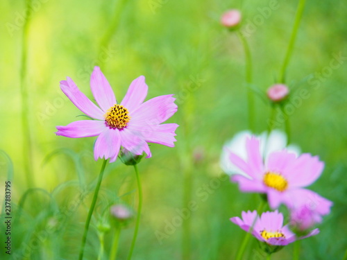 Pink Mexican Aster or Cosmos flower with the scientific name  Cosmos bipinnatus Cav. Blur the natural background in pastel colors to make you feel sweet and bright with a love concept.