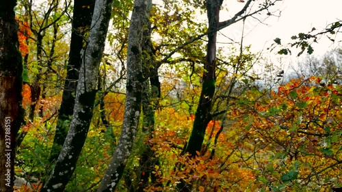 autumn shot in the forest camera moves backwards photo