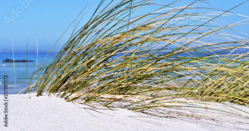 Fototapeta Naklejka Na Ścianę i Meble -  Close up of sand dunes with dune grass