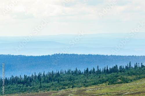 Forest landscape view with fog