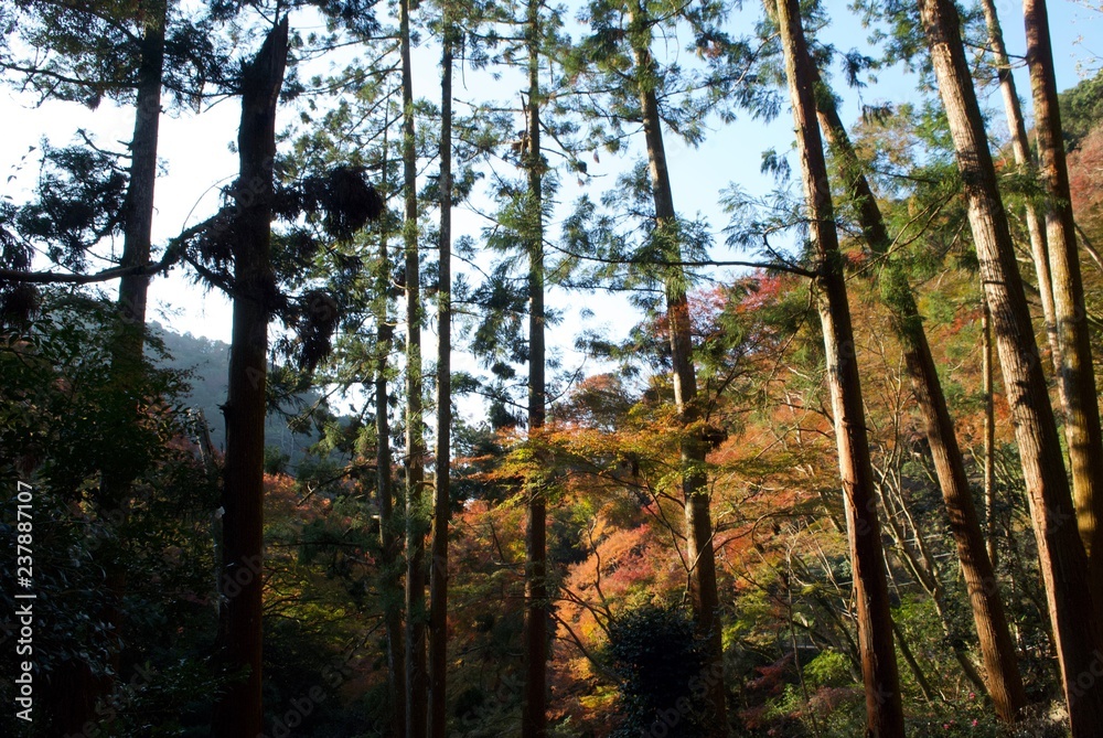 Obraz premium 紅葉の森林