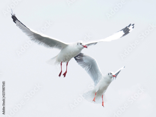 Seagulls are flying on a white sky background. In the concept of love, freedom, friendship, indulgence, power and travel to the world.