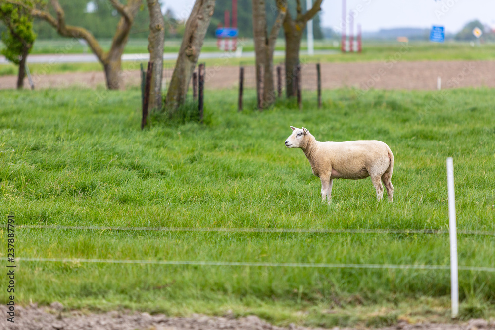 Fototapeta premium White sheep