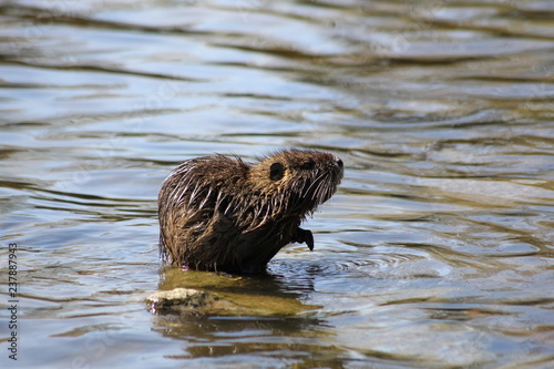 Nutria