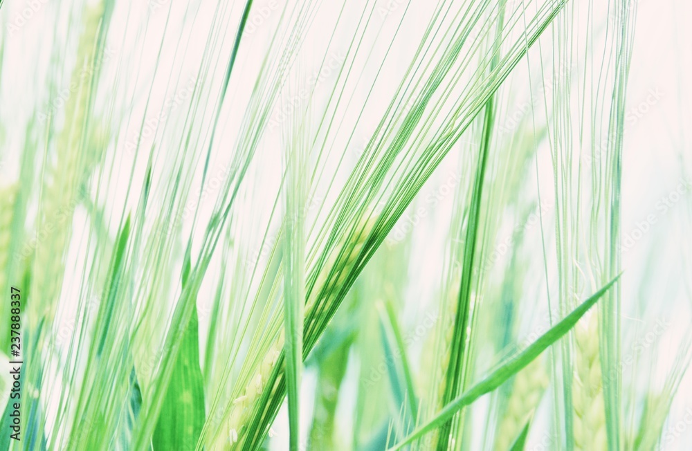 Fototapeta premium Close up of wheat in Spring