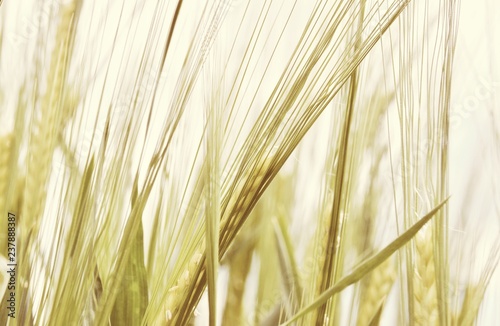 Close up of wheat in Spring