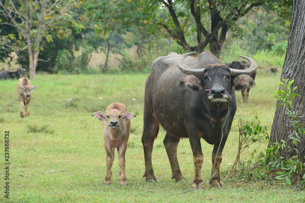 Asian Black Water Buffalo with son
