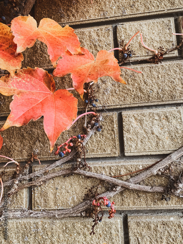 Brick wall. Orange leaf