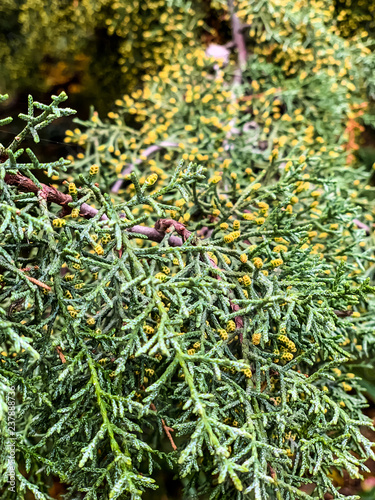 Green tree with orange berries close-up