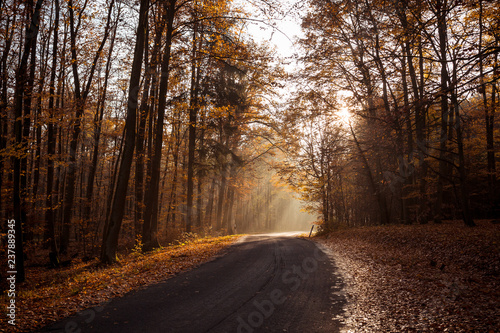 Straße durch den Herbstwald  © Silke Koch