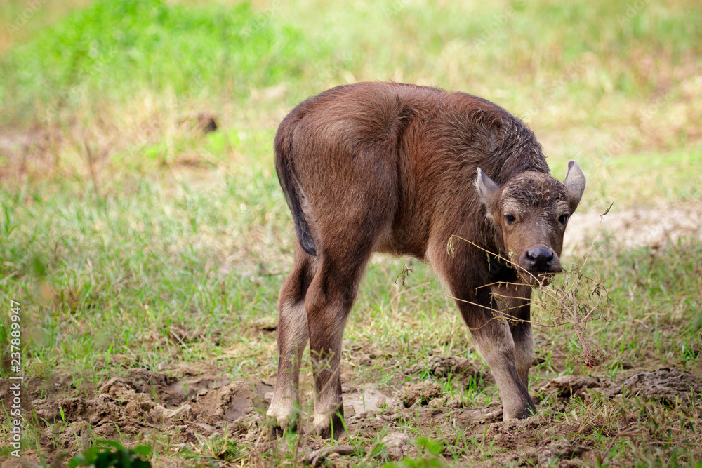 Image of little buffalo on the natural background. Wildlife Animals. Image of little buffalo on the natural background. Wildlife Animals.