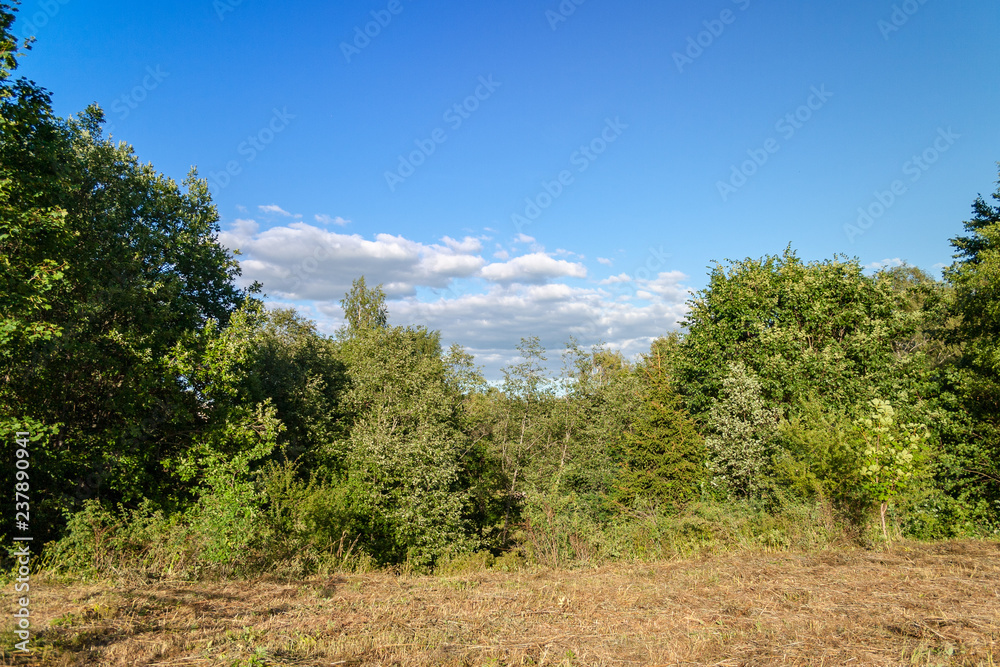 bushes and trees in autumn mist in green meadow bushes and trees in autumn mist in green meadow