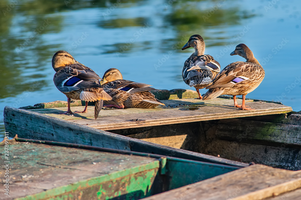 Fototapeta premium Female mallard duck (anas platyrhynchos) on Danube river. Duck rests on the boat.