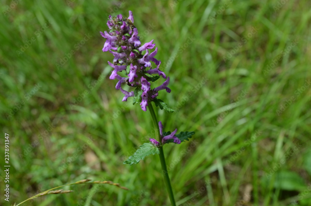 Obraz premium Bukwica zwyczajna, Betonica officinalis , kwiatostan