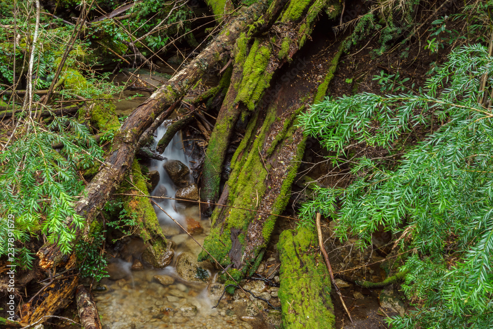 Fototapeta premium Mossy tree trunk, Nahuel Huapi National Park, Patagonia, Argentina