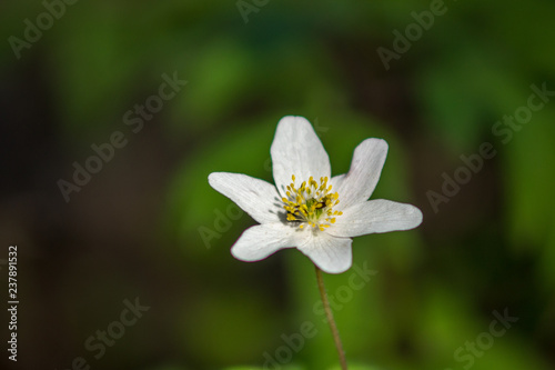 wild random flowers blooming in nature