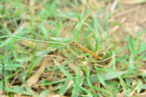 Closeup Dragonfly rest on the grass branch in the Nature © Pongsak