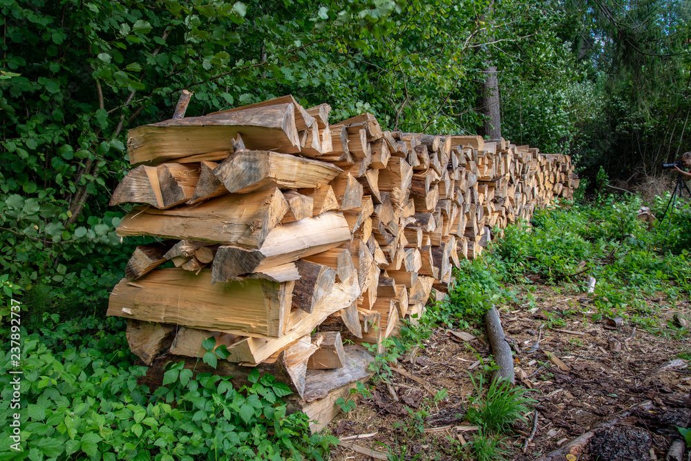 old dry tree trunk stomp texture with bark