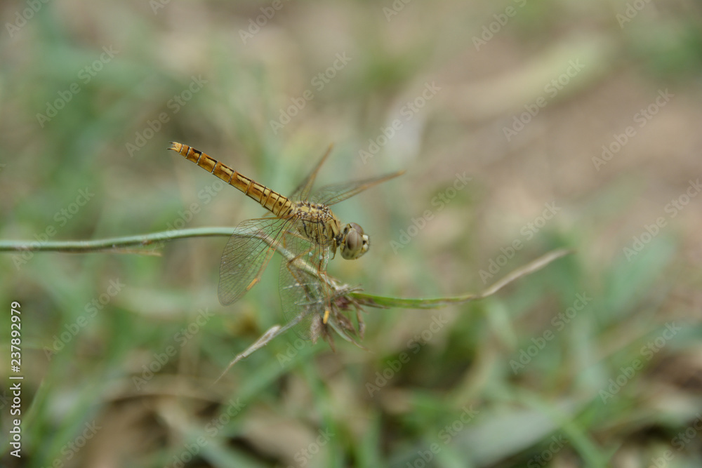 Closeup Dragonfly rest on the grass branch in the Nature Closeup Dragonfly rest on the grass branch in the Nature