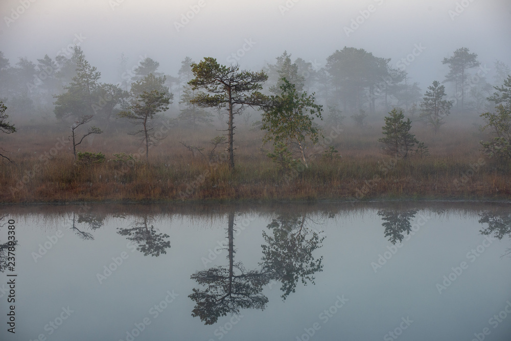 Fototapeta premium sunrise with mist in swamp bog area
