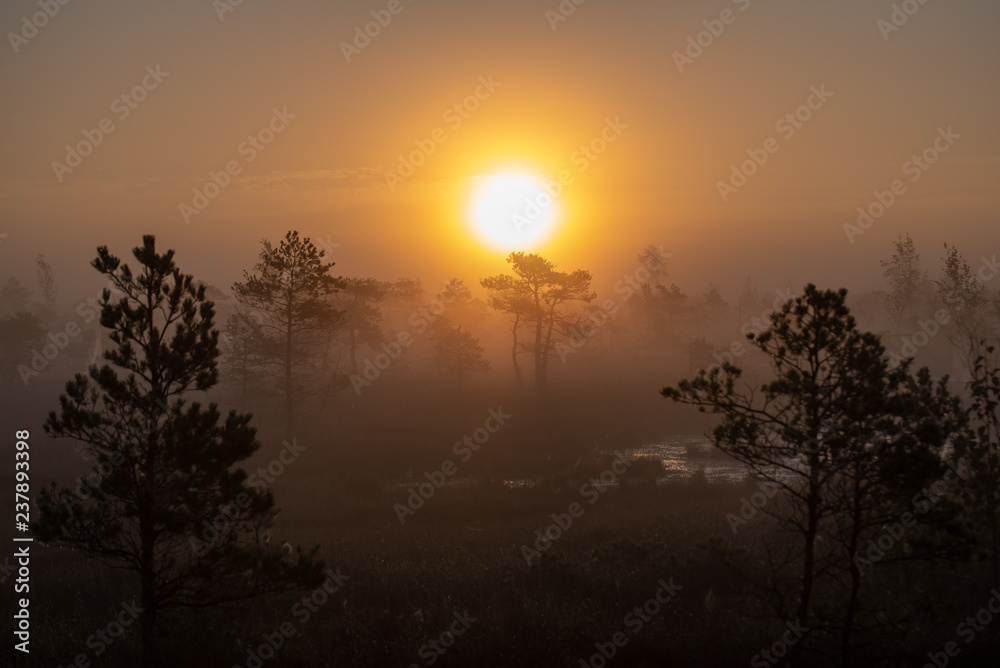 Fototapeta premium sunrise with mist in swamp bog area