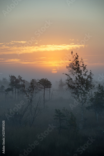 sunrise with mist in swamp bog area