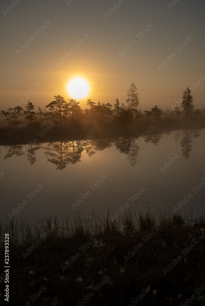sunrise with mist in swamp bog area