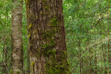 Mossy tree trunk, Nahuel Huapi National Park, Patagonia, Argentina