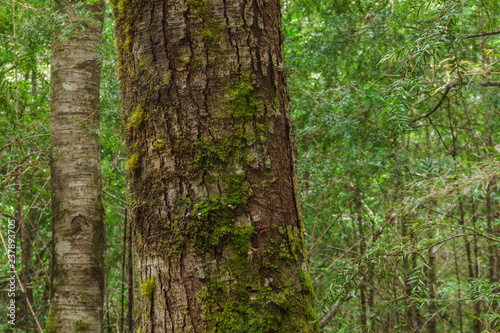 Mossy tree trunk  Nahuel Huapi National Park  Patagonia  Argentina
