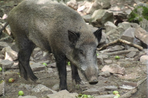 Wildschwein beim fressen