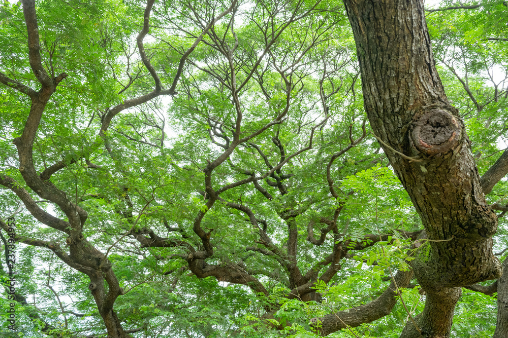 Fototapeta premium The giant Jamjuree tree with many branches for backgrounds texture