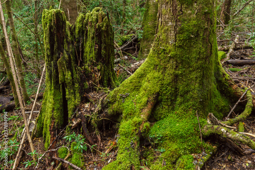 Green Moss in Nahuel Huapi National Park  Patagonia  Argentina