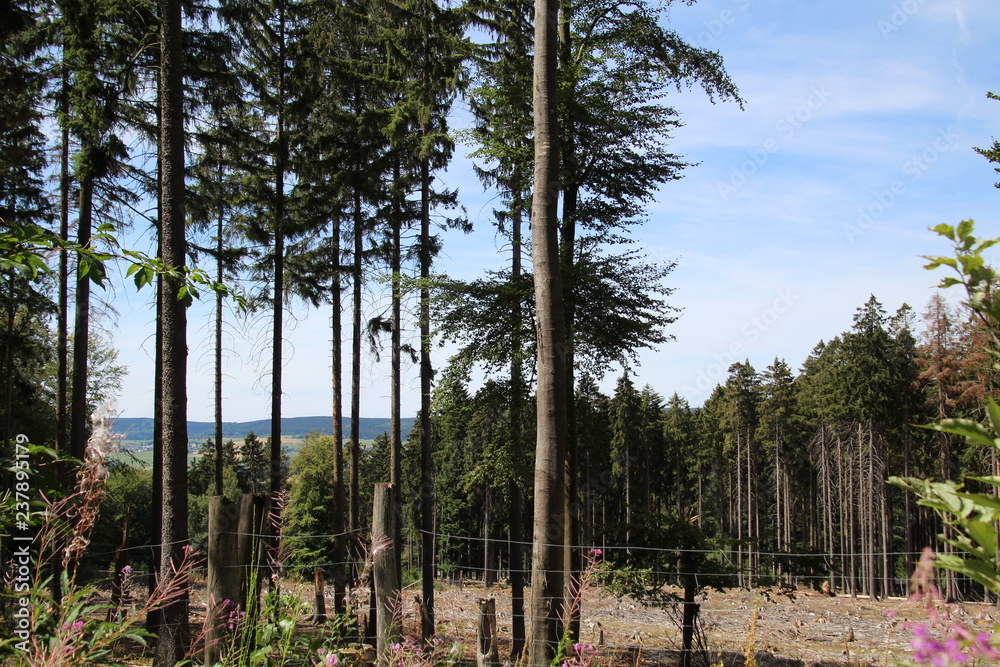 Fototapeta premium Wildenburger Wald Rheinland-Pfalz