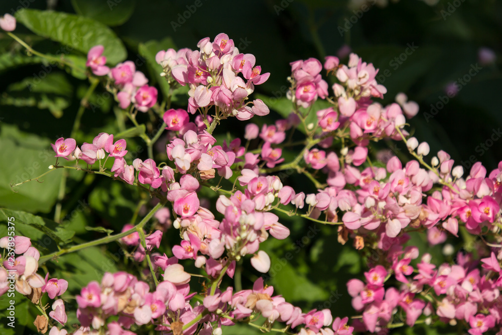 Mexican creeper flower, Small Pink mix white flower Mexican creeper flower, Small Pink mix white flower