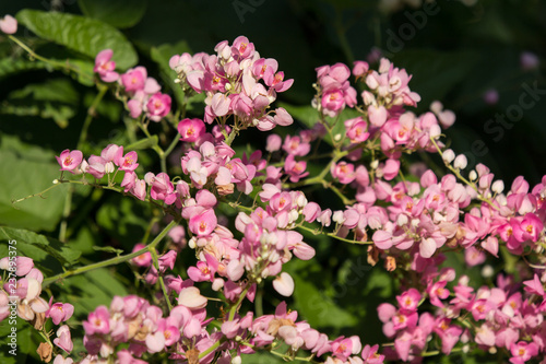 Mexican creeper flower, Small Pink mix white flower