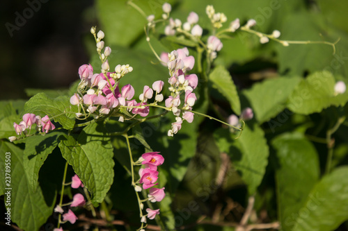 Mexican creeper flower, Small Pink mix white flower © nitinut380