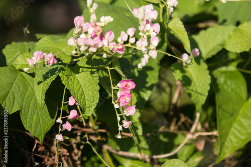 Mexican creeper flower, Small Pink mix white flower