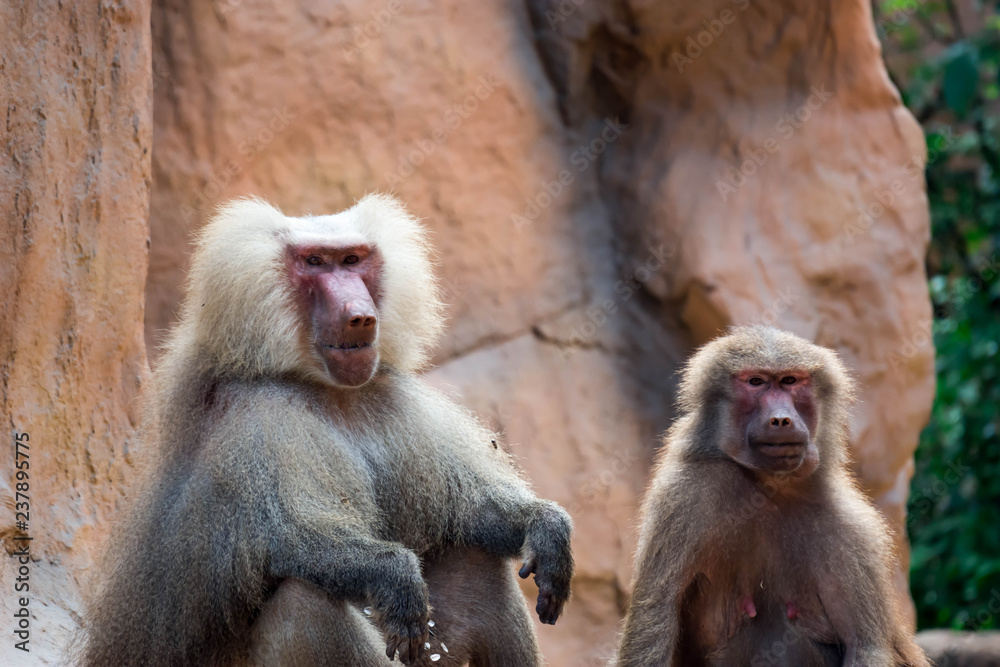 Hamadryas baboon sitting and observing Hamadryas baboon sitting and observing