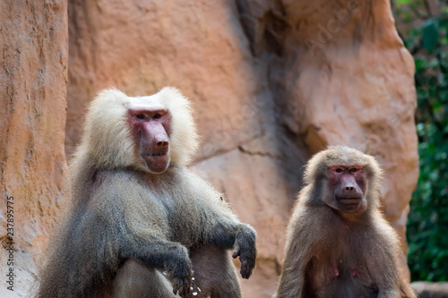 Hamadryas baboon sitting and observing