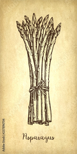 Ink sketch of asparagus.
