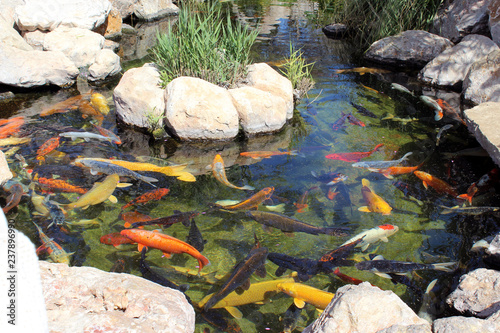 goldfische