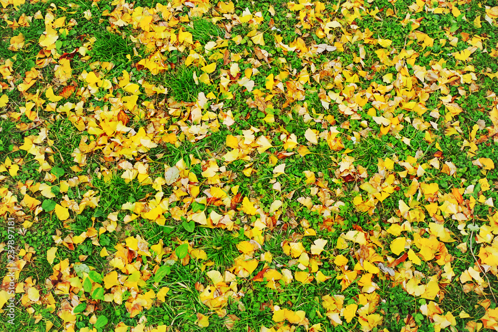 緑の草地に散った銀杏の黄色い落葉